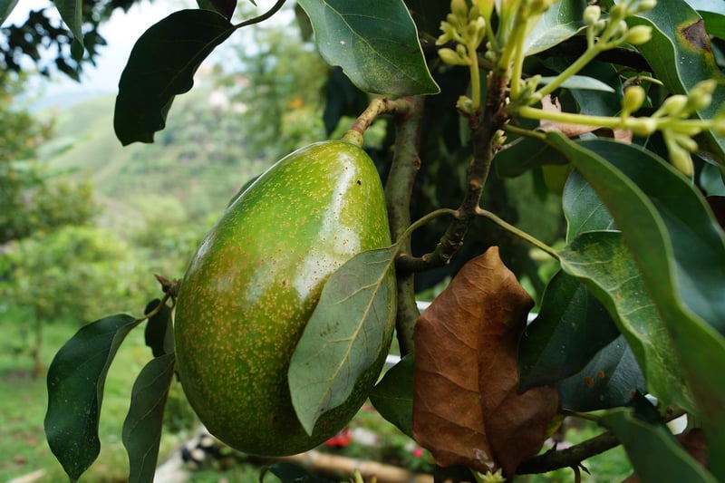 Fresh Avocado