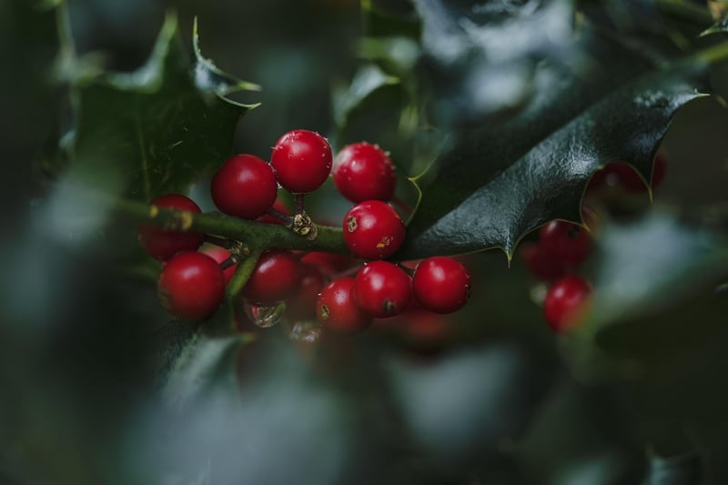 Fresh Berries
